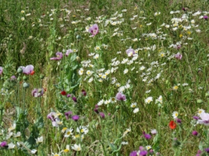 Blumenwiese