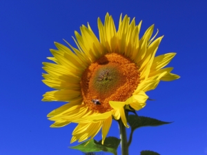 Sonnenblume
